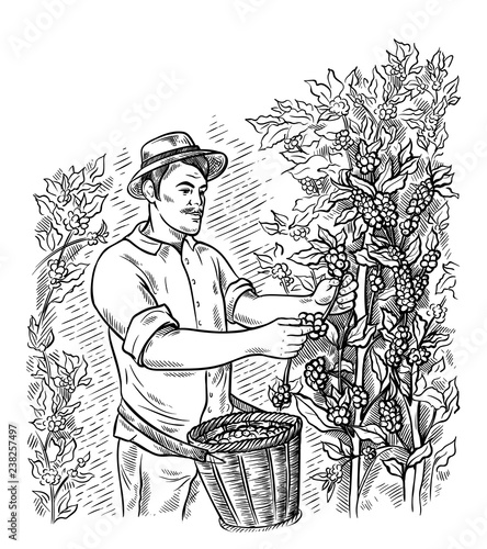 man gatherer harvests coffee at coffee plantation landscape in graphic style hand-drawn vector illustration.