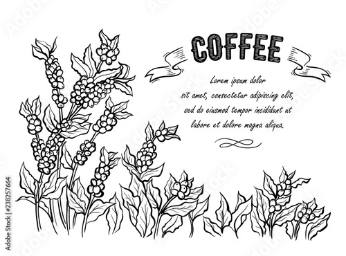Fototapeta Naklejka Na Ścianę i Meble -  coffee plantation landscape and coffee bean macro in graphic style hand-drawn vector illustration.