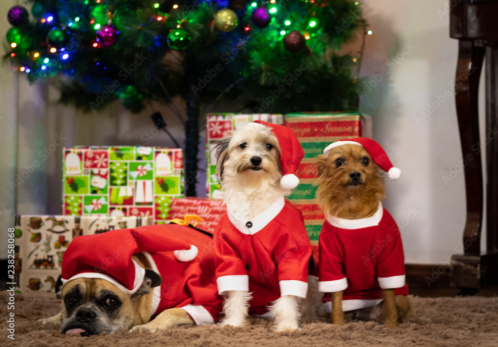 Cachorro vestido de papai noel, cão natalino Stock Photo | Adobe Stock