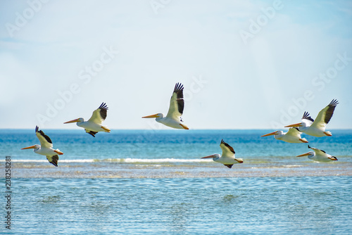 Canvas Print Many white pelicans flying by sandbar
