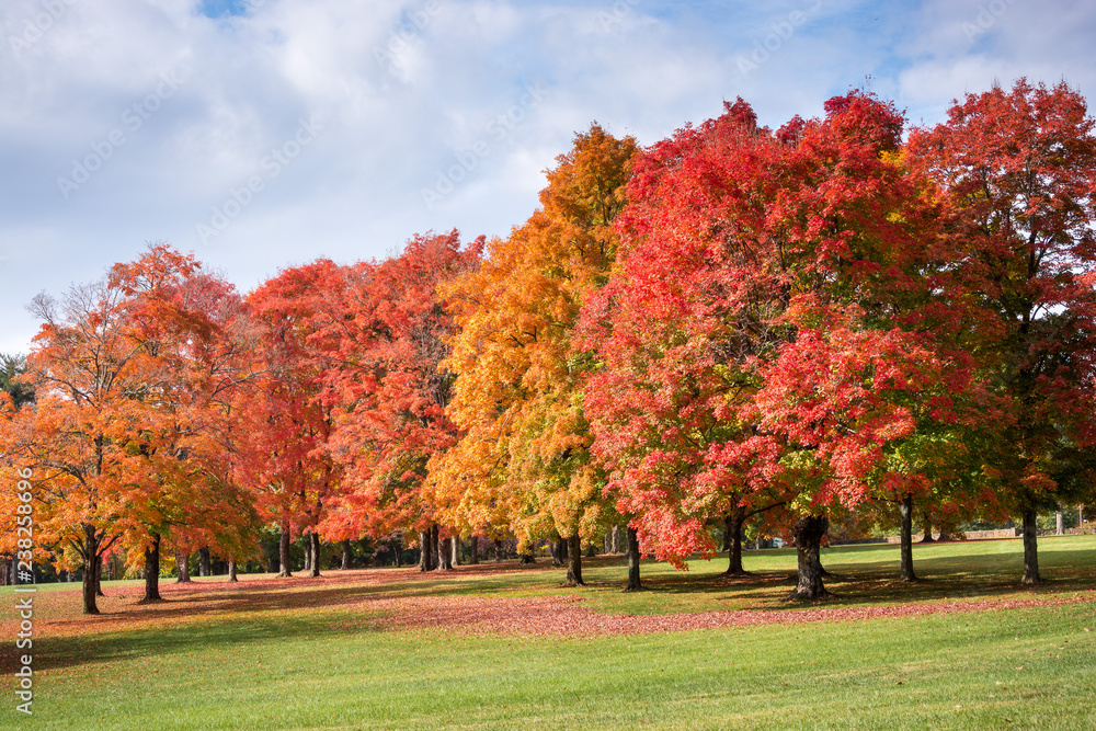 Fall color on University Drive, Winston-Salem.