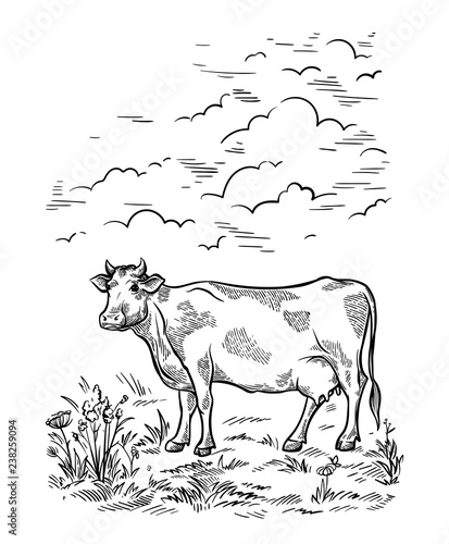Hand drawn fresh slice sketch cattle cow stands in the meadows and stings weed