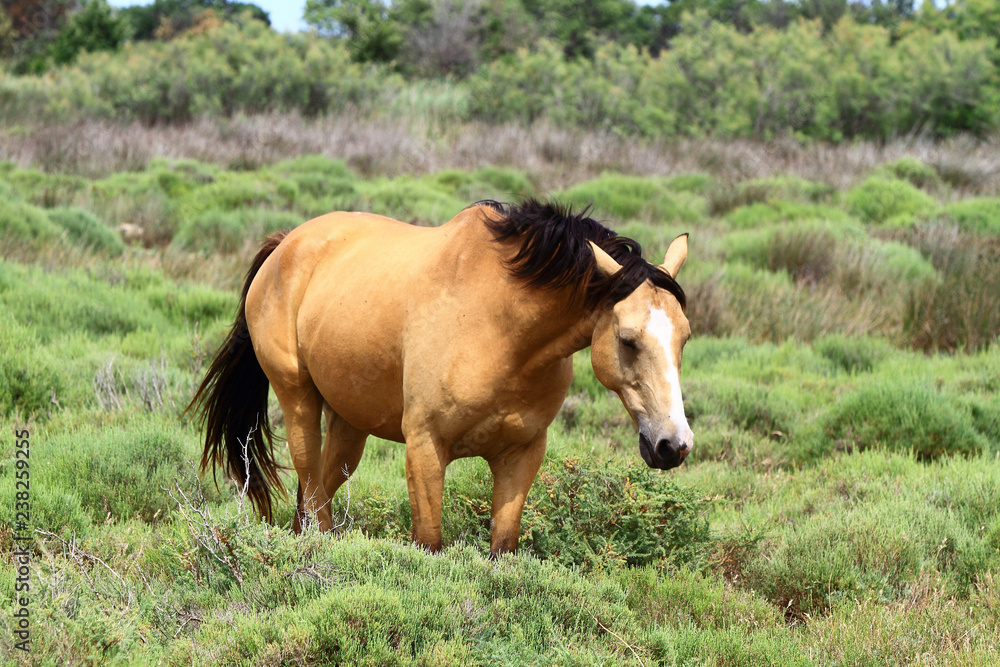 cheval dans marais camargue cheval dans marais camargue