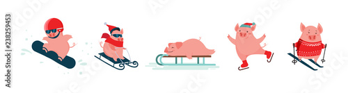 Funny cartoon pigs. Winter vector sport activities. Symbol of the New Year. Excellent for the design of postcards, posters, stickers and so on.