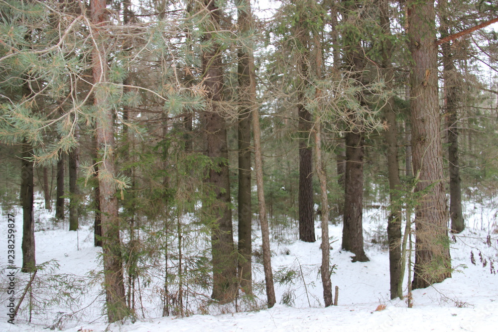 Obraz premium Pine forest in winter