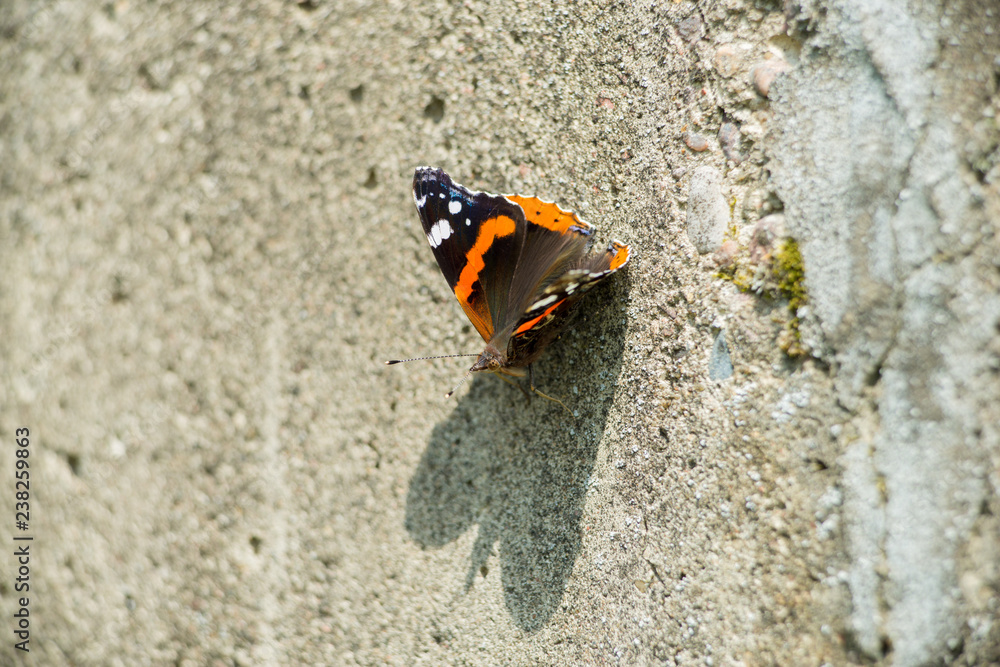 a butterfly sitting on a concrete wall, on a sunny summer day. a butterfly sitting on a concrete wall, on a sunny summer day.