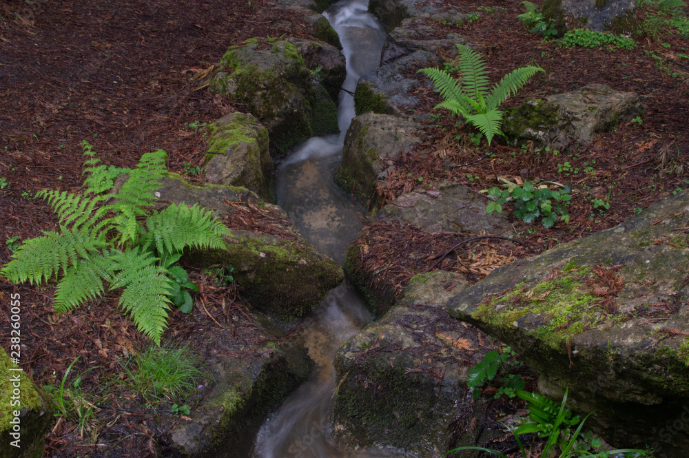 stream in the forest stream in the forest