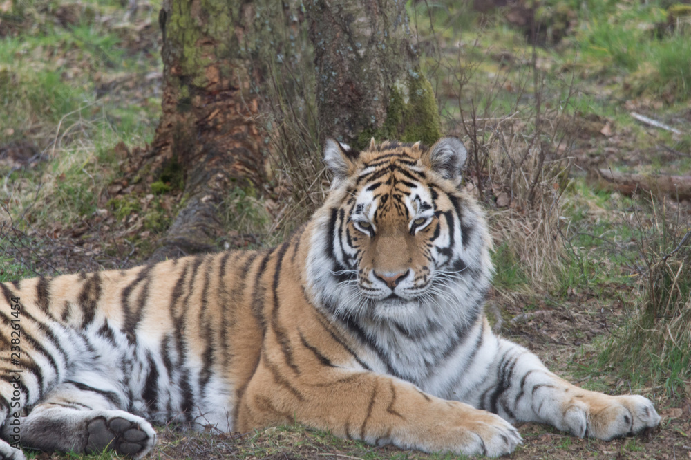 tiger in the zoo