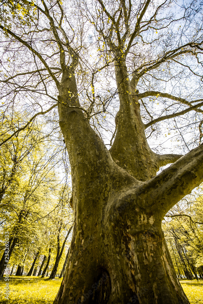 Naklejka premium Very old thick and big tree