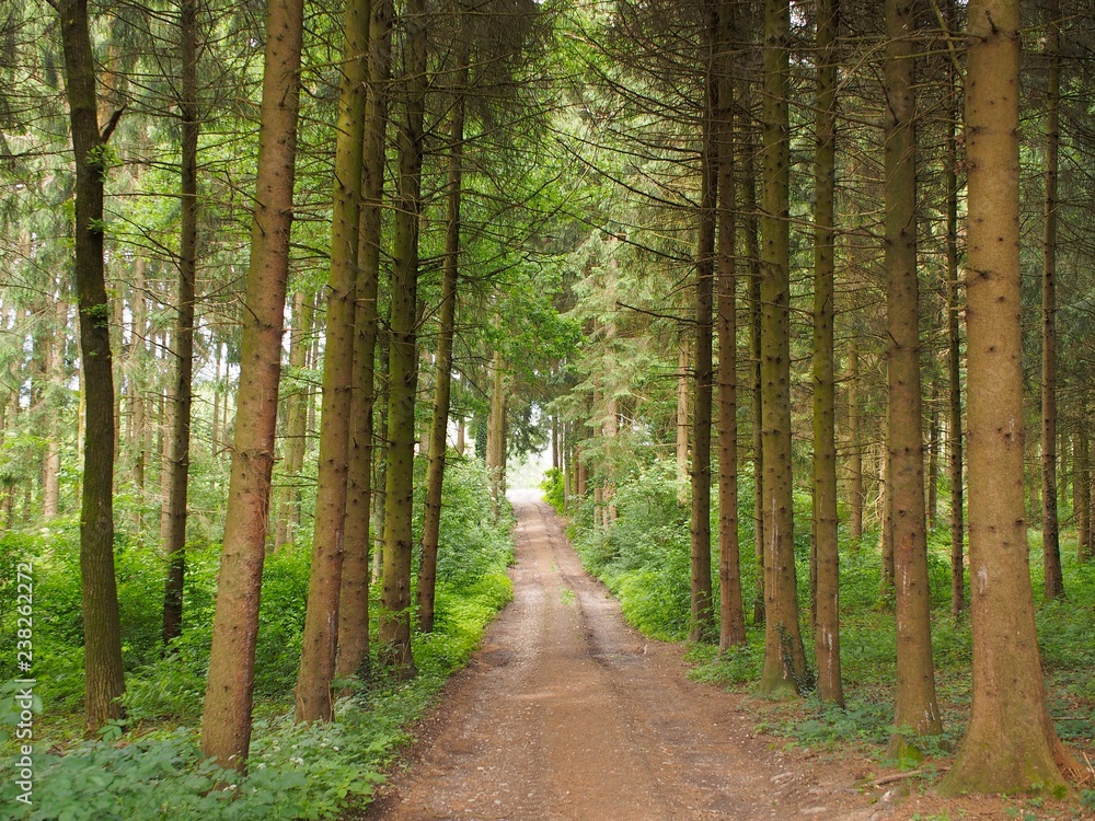 Fototapeta premium Fichtenbäume säumen Forststraße im Wald