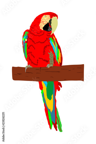 Macaw parrot vector isolated on white background illustration. Sitting Ara realistic vector portrait. Beautiful Pet Parrot. 