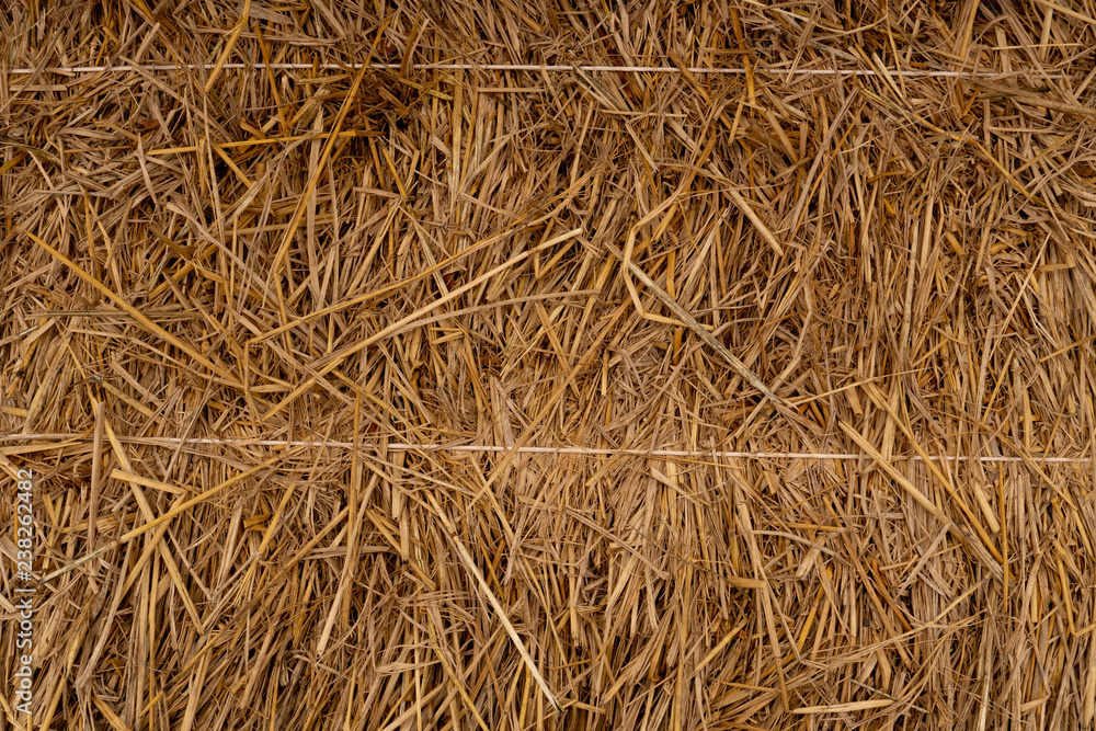 rice straw pinned by rope for background and texture. rice straw pinned by rope for background and texture.