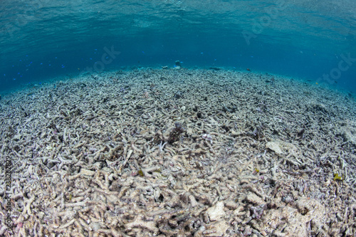 Destroyed Coral Reef in Indonesia
