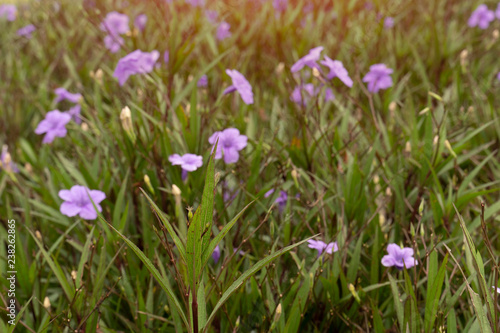 Waterkanon  Watrakanu  Minnieroot  Iron root  Feverroot  Popping Purple flowers that define the garden