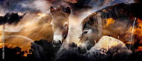 two wild horses - double exposition with sky background