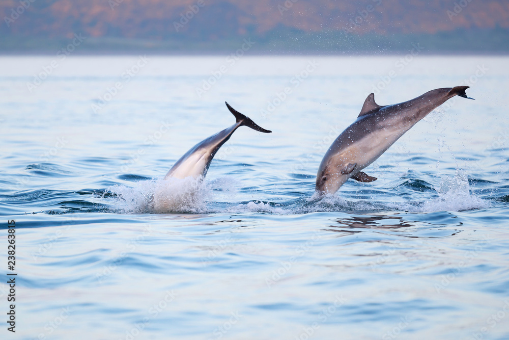 Fototapeta premium Happy playful wild bottlenose dolphins