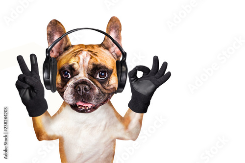french bulldog on white isolated background shows ok and peace in headphones © vika33