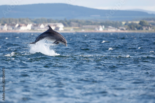 Valokuvatapetti Happy playful wild bottlenose dolphins