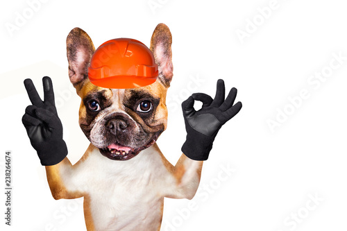 french bulldog on white isolated background shows ok and peace in a helmet © vika33