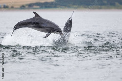 Happy playful wild bottlenose dolphins