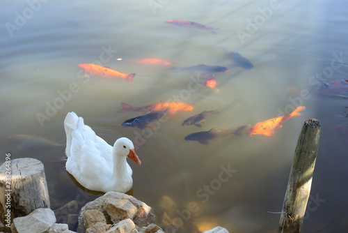 goose on a pond surrounded by fish photo