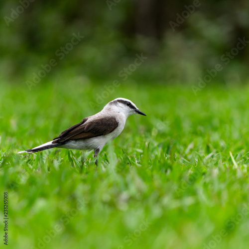 Masked water tyrant (Fluvicola nengeta) closeup on a green grass field, black and white small bird