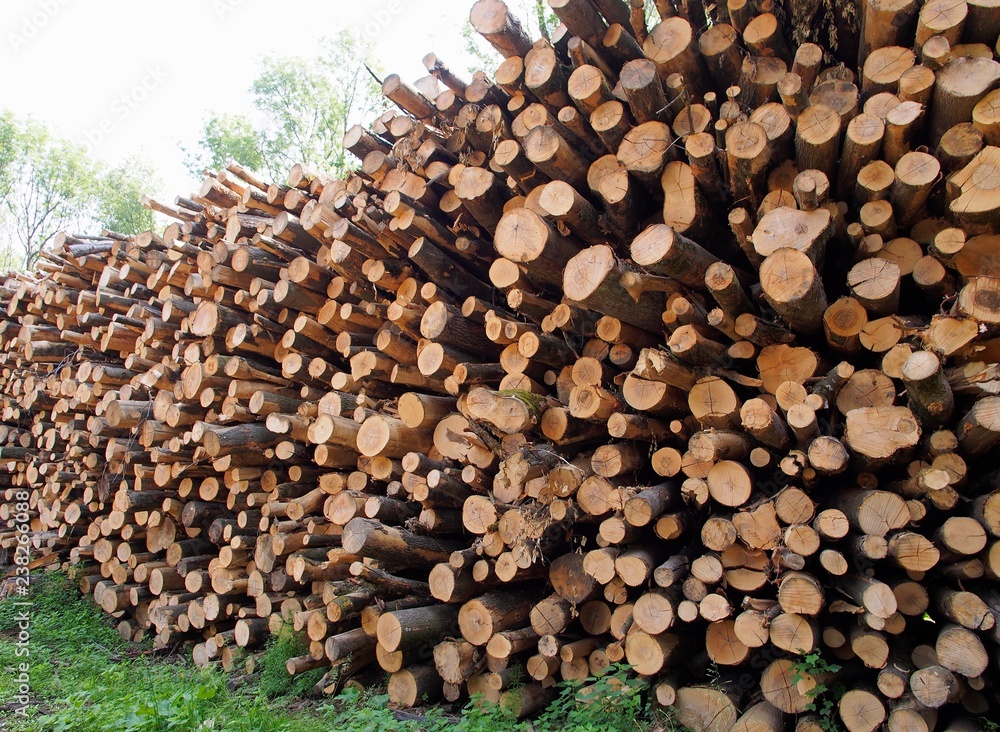 Lagerplatz - gerodete Baumstämme trocknen im Wald