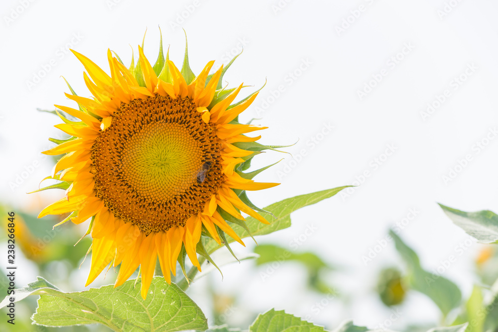 Obraz premium Una abeja se alimenta de un girasol.