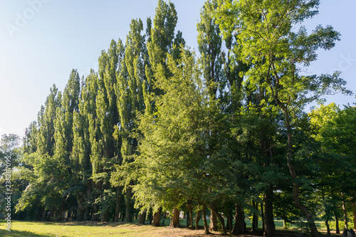 Morning in the park in summer