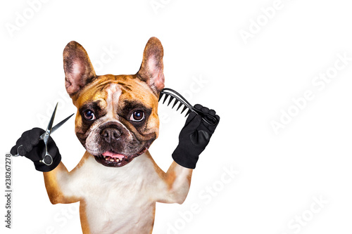 french bulldog on white isolated background keeps hairdressing tools © vika33