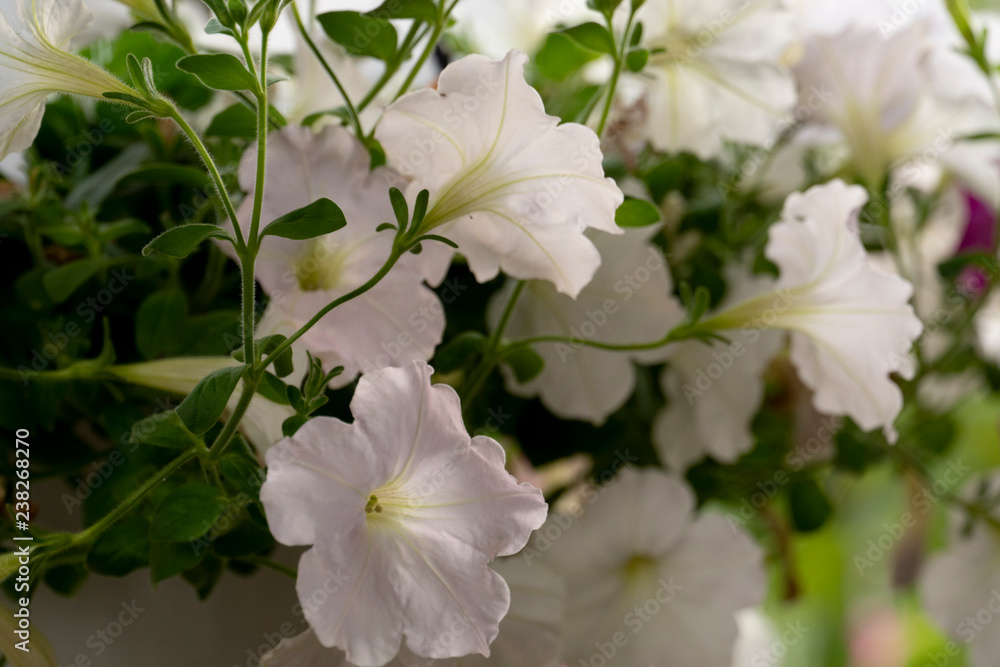 Petunia flower white color hanging with a pot in the garden. Petunia flower white color hanging with a pot in the garden.