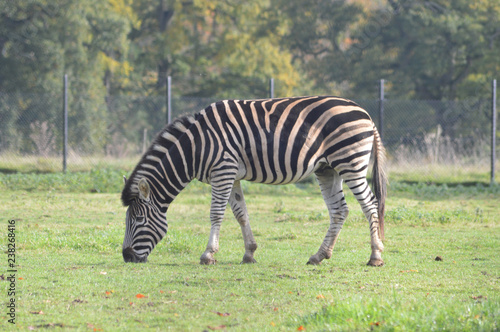 Fotografie zebra in the zoo