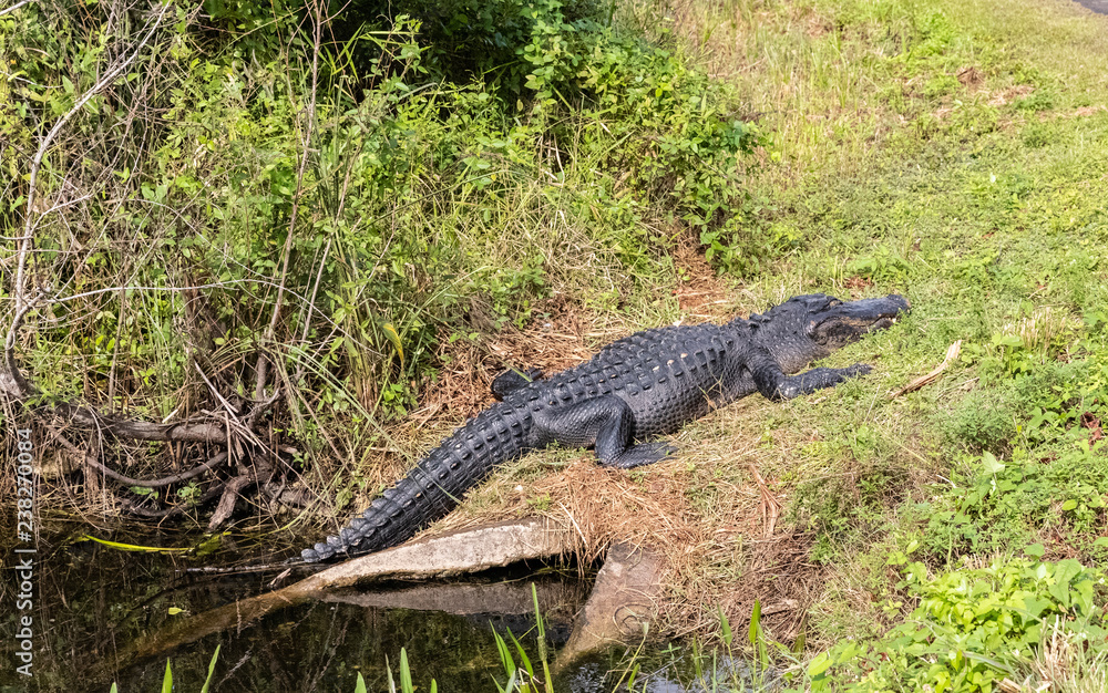 alligators