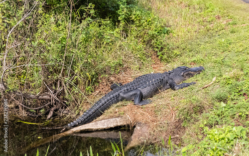 Obraz na płótnie alligators w salonie