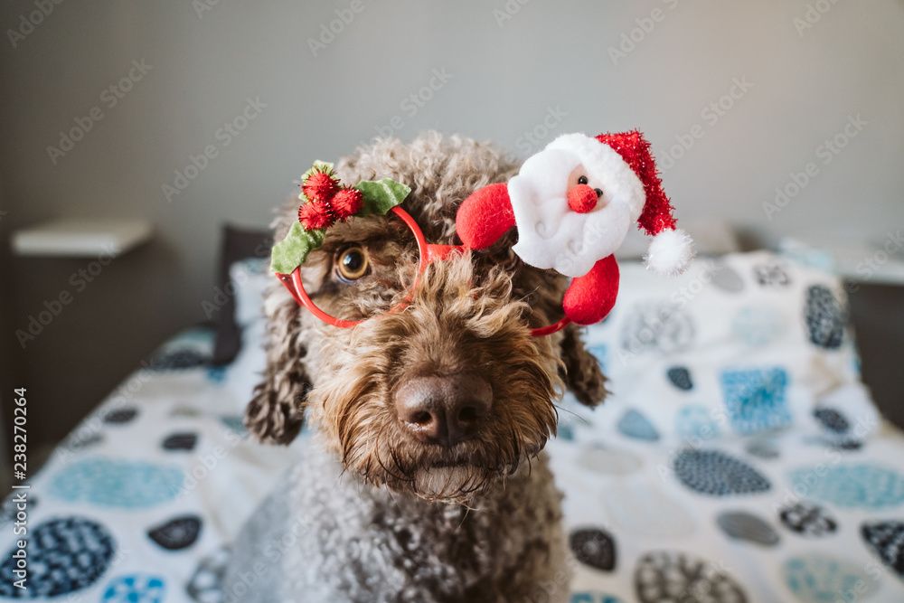 .Sweet and funny brown spanish water dog wearing a costume with Christmas props. Christmas decoration for the holidays. Lifestyle. .Sweet and funny brown spanish water dog wearing a costume with Christmas props. Christmas decoration for the holidays. Lifestyle.