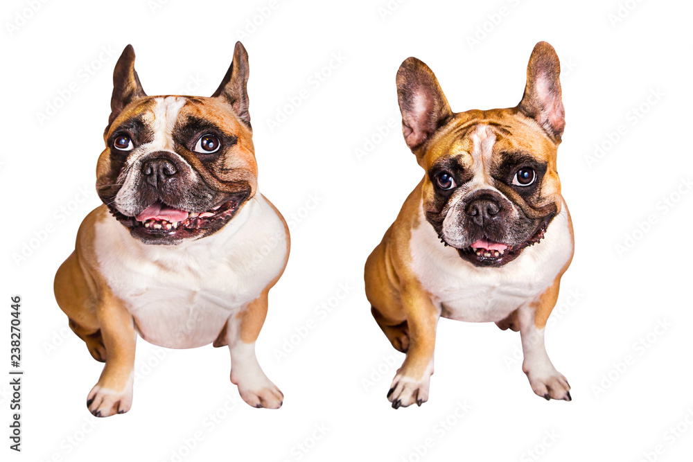 french bulldog on white isolated background before-after fat