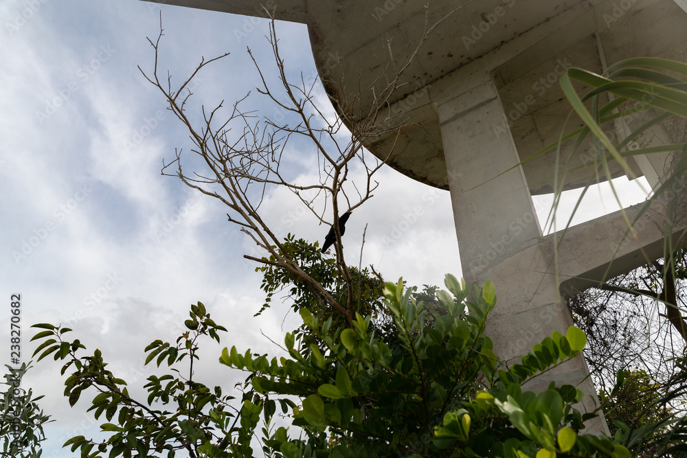 tree in front of building