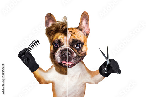 french bulldog after before on white isolated background keeps scissors and hairdresser tools