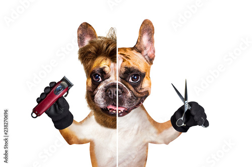 french bulldog after before on white isolated background keeps scissors and hairdresser tools © vika33