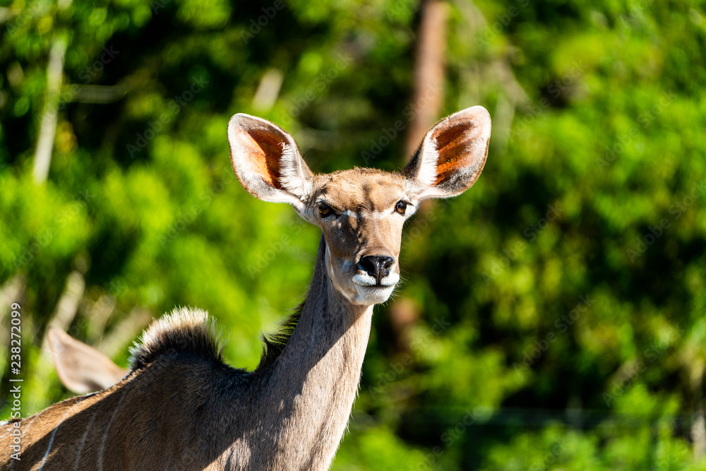 Deer in the wild Deer in the wild
