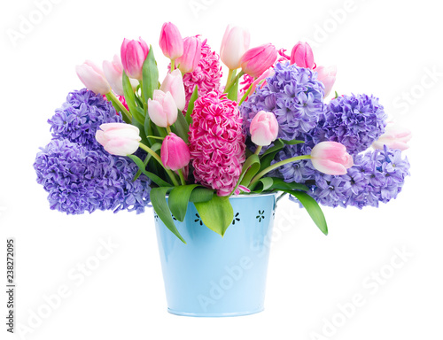 Bunch of hyacinth blue and pink fresh flowers in blue pot isolated on white b...