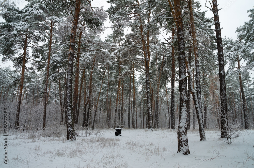 Winter forest in the snow. Trees and bushes in the snow. Snow on the branches of trees. Frosty, winter forest. Winter forest in the snow. Trees and bushes in the snow. Snow on the branches of trees. Frosty, winter forest.