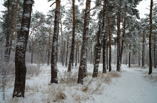 Winter forest in the snow. Trees and bushes in the snow. Snow on the branches of trees. Frosty, winter forest.