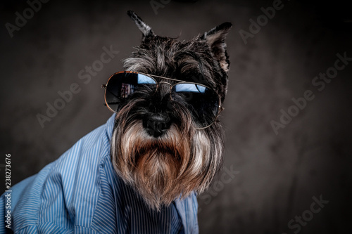 Fashion dog concept. Cute fashionable Scottish terrier wearing a blue shirt and sunglasses on a gray background.