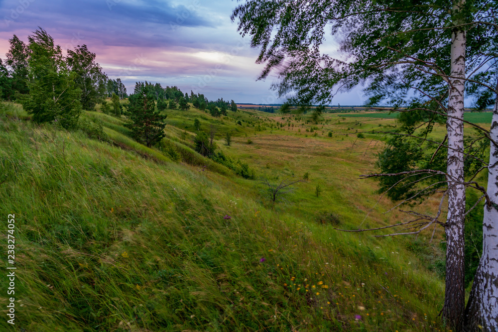 violent storm on green field. A strong wind blows the grass in the meadow and presses the birch to the ground