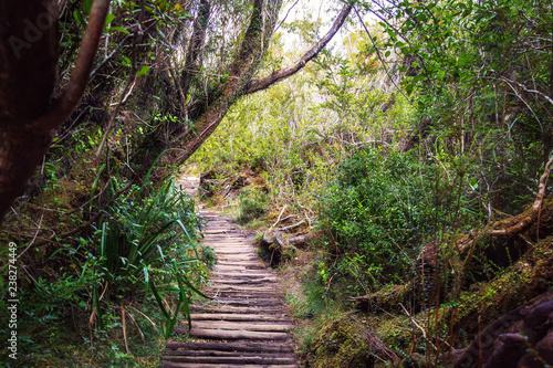 Sendero El Tepual footpath at Chiloe National Park - Chiloe Island, Chile