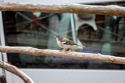 Fringilla coelebs maderensis small cheeky bird, colorful madeiran chaffinch photo