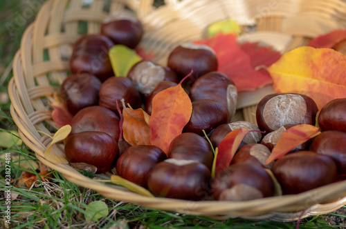 Group of fresh chestnuts on shallow wicker basket with dry colorful autumn leaves in green grass, nuts one by one on basket