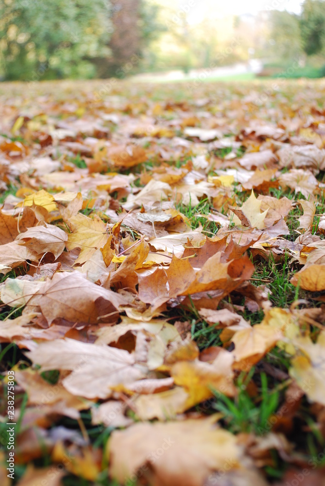 Herbstlaub Herbstlaub