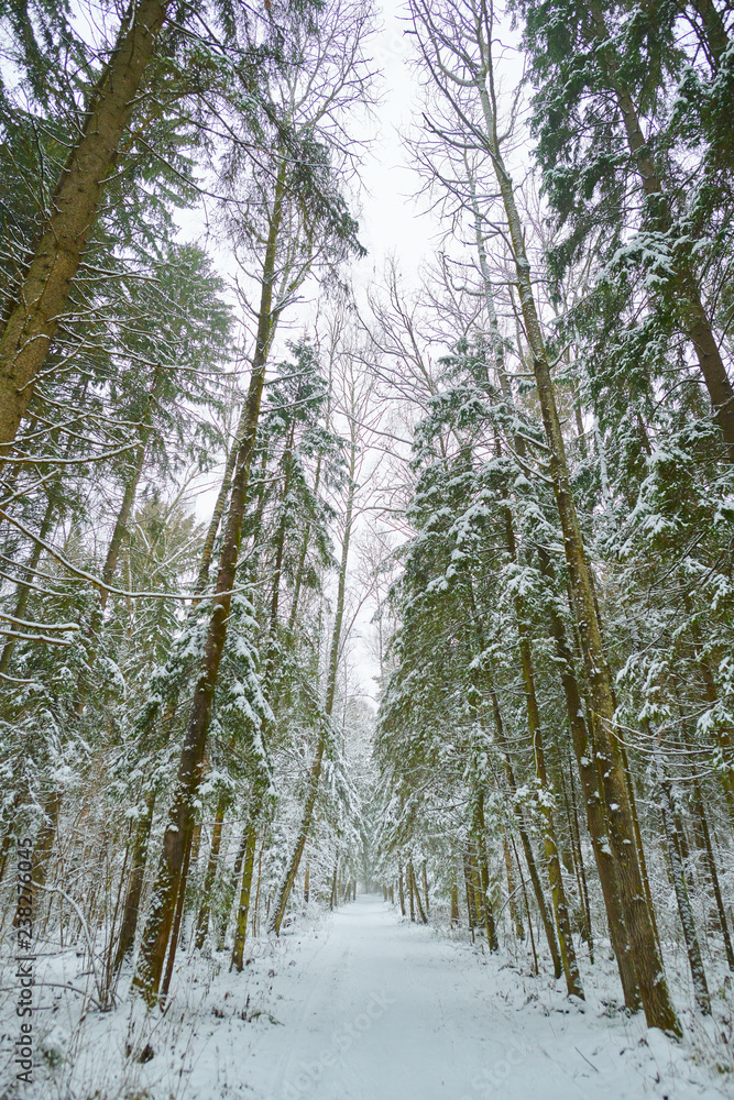 Fototapeta premium Perspective pathway through magic snowy winter forest on the vertical shot